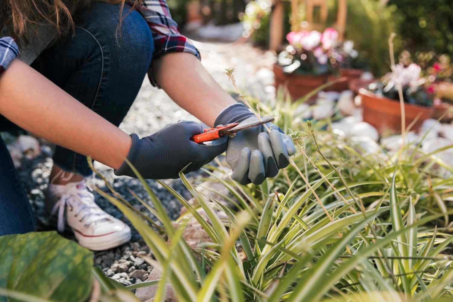 garden maintenence services